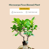 Lucky Bonsai Plant